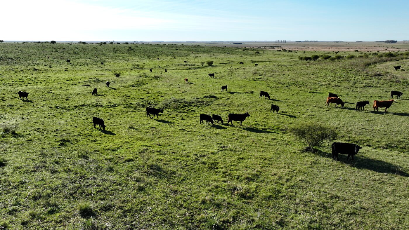 Gado Angus pastando em campo verde aberto