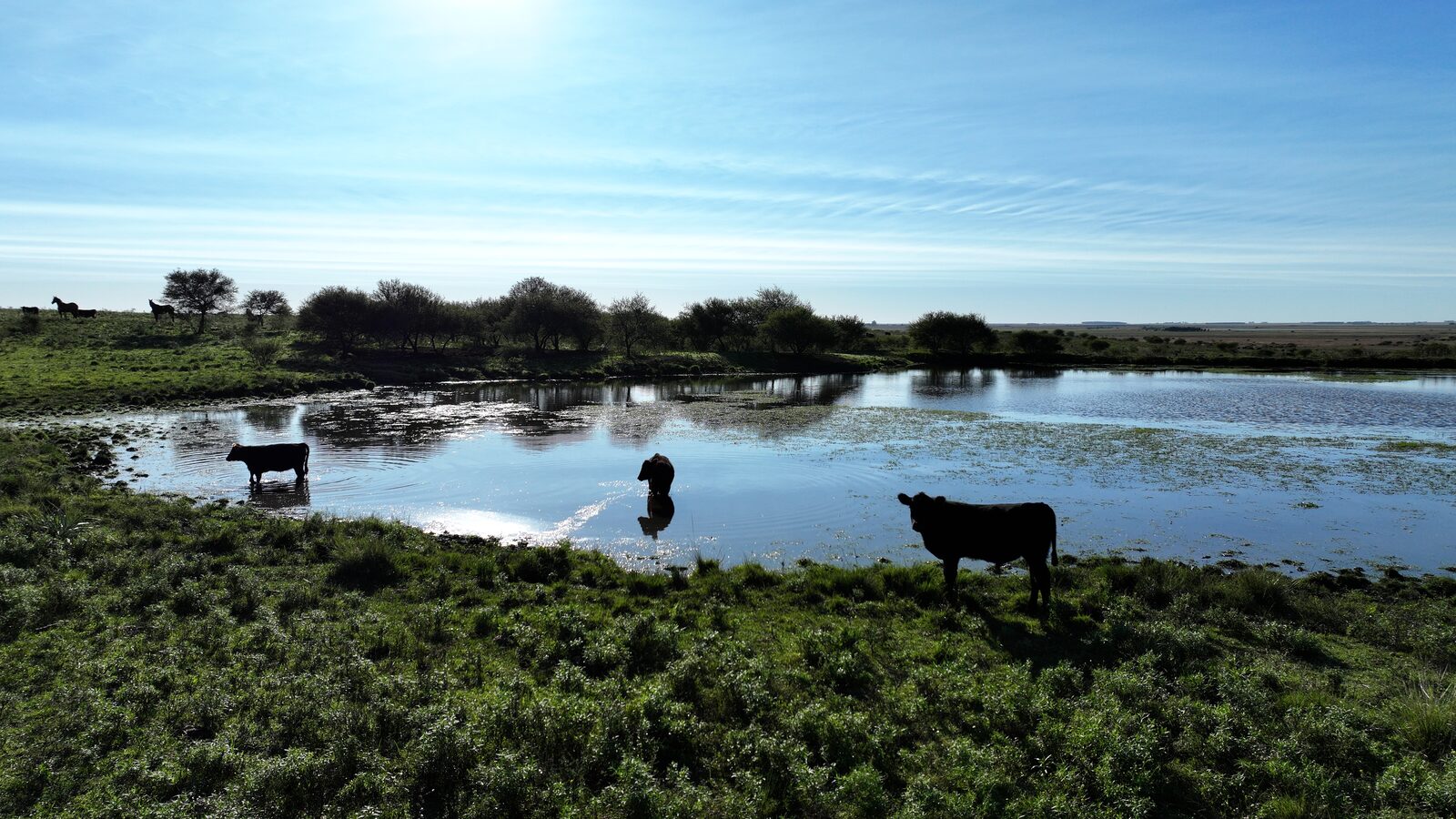 Gado Angus bebendo em aguada natural da estância